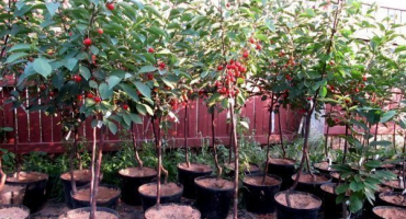 Jak zasadit třešně na jaře?